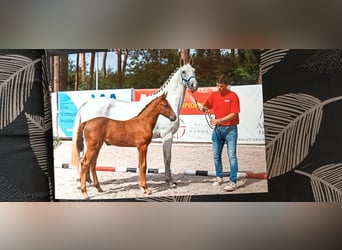 Belgisches Warmblut, Stute, Fohlen (05/2025), Kann Schimmel werden