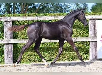 Belgisches Warmblut, Stute, Fohlen (05/2026), Rappe
