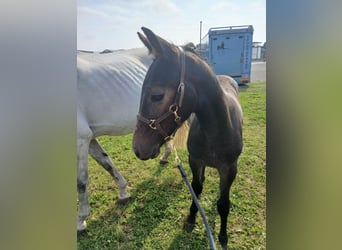 Belgisches Warmblut, Stute, Fohlen (05/2024), Rappschimmel