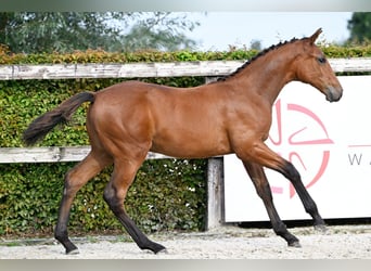 Belgisches Warmblut, Stute, Fohlen (04/2023), Rotbrauner