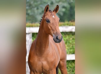 Belgisches Warmblut, Stute, Fohlen (04/2023), Rotbrauner