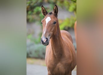Belgisches Warmblut, Stute, Fohlen (03/2025), Rotbrauner