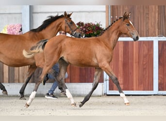 Belgisches Warmblut, Stute, Fohlen (03/2025), Rotbrauner