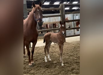 Belgisches Warmblut, Stute, Fohlen (01/2024), Rotbrauner