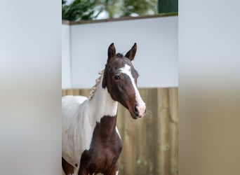 Belgisches Warmblut, Stute, Fohlen (04/2024), Schecke