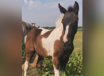 Belgisches Warmblut, Stute, Fohlen (03/2024), Schecke