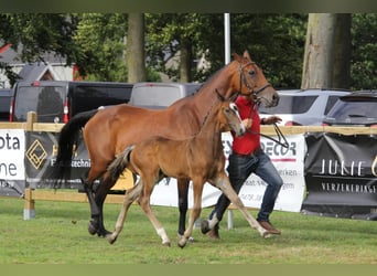 Belgisches Warmblut, Stute, Fohlen (06/2024), Schwarzbrauner