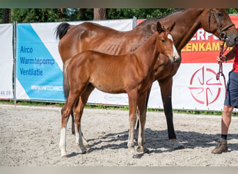 Belgisches Warmblut, Stute, Fohlen (05/2026)