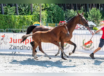 Belgisches Warmblut, Stute, Fohlen (05/2026)