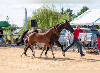 Belgisches Warmblut, Stute, Fohlen (06/2026)