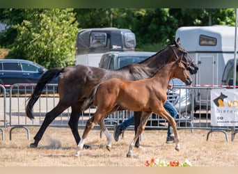 Belgisches Warmblut, Stute, Fohlen (06/2026)