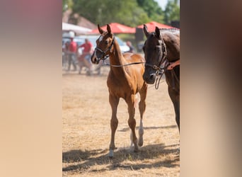 Belgisches Warmblut, Stute, Fohlen (06/2026)