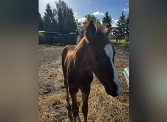 Belgisches Warmblut, Stute, Fohlen (08/2026)