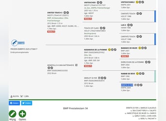 Belgisches Warmblut, Unbekannt, Fohlen (01/2026)