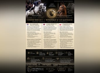 Belgisches Warmblut, Unbekannt, Fohlen (01/2026)