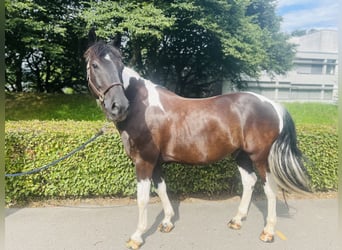 Belgisches Warmblut, Wallach, 10 Jahre, 157 cm, Schecke