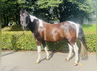 Belgisches Warmblut, Wallach, 10 Jahre, 157 cm, Schecke