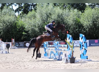 Belgisches Warmblut, Wallach, 10 Jahre, 162 cm, Dunkelbrauner