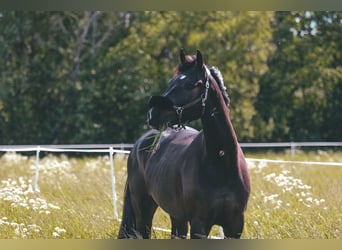 Belgisches Warmblut, Wallach, 10 Jahre, 164 cm, Dunkelbrauner