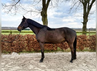 Belgisches Warmblut, Wallach, 10 Jahre, 164 cm, Dunkelbrauner