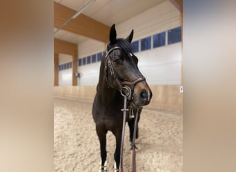 Belgisches Warmblut, Wallach, 10 Jahre, 164 cm, Dunkelbrauner