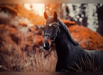Belgisches Warmblut, Wallach, 10 Jahre, 164 cm, Dunkelbrauner