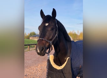 Belgisches Warmblut, Wallach, 10 Jahre, 164 cm, Dunkelbrauner