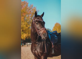 Belgisches Warmblut, Wallach, 10 Jahre, 164 cm, Dunkelbrauner