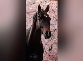 Belgisches Warmblut, Wallach, 10 Jahre, 164 cm, Dunkelbrauner