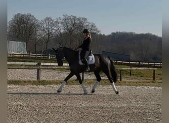 Belgisches Warmblut, Wallach, 10 Jahre, 167 cm, Rappe