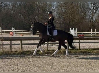 Belgisches Warmblut, Wallach, 10 Jahre, 167 cm, Rappe