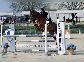 Belgisches Warmblut, Wallach, 10 Jahre, 168 cm, Fuchs