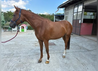 Belgisches Warmblut, Wallach, 10 Jahre, 168 cm, Fuchs