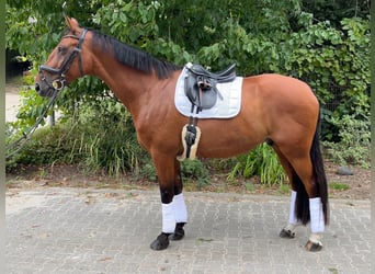 Belgisches Warmblut, Wallach, 10 Jahre, 170 cm, Brauner