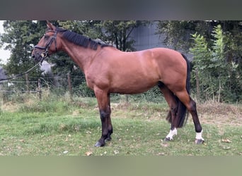 Belgisches Warmblut, Wallach, 10 Jahre, 170 cm, Brauner