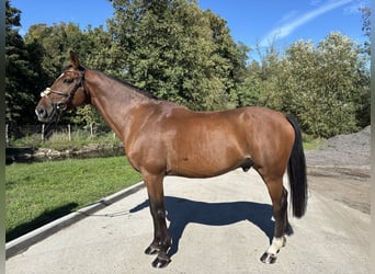 Belgisches Warmblut, Wallach, 10 Jahre, 170 cm, Dunkelbrauner