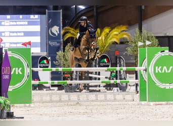 Belgisches Warmblut, Wallach, 10 Jahre, 170 cm, Dunkelbrauner