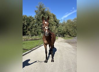 Belgisches Warmblut, Wallach, 10 Jahre, 170 cm, Dunkelbrauner