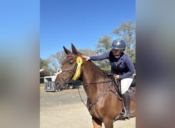 Belgisches Warmblut, Wallach, 10 Jahre, 170 cm, Dunkelbrauner