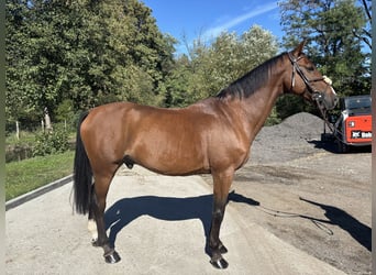 Belgisches Warmblut, Wallach, 10 Jahre, 170 cm, Dunkelbrauner