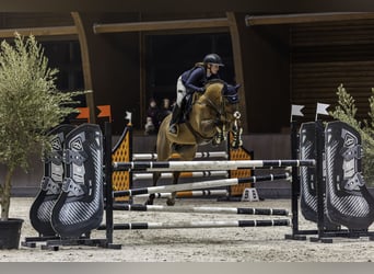 Belgisches Warmblut, Wallach, 10 Jahre, 170 cm, Dunkelbrauner