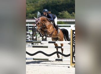 Belgisches Warmblut, Wallach, 10 Jahre, 170 cm, Dunkelbrauner