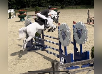 Belgisches Warmblut, Wallach, 10 Jahre, 170 cm, Schimmel