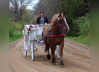 Belgisches Warmblut, Wallach, 10 Jahre, 173 cm, Dunkelfuchs