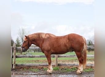 Belgisches Warmblut, Wallach, 10 Jahre, 173 cm, Dunkelfuchs