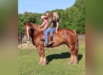 Belgisches Warmblut, Wallach, 10 Jahre, 173 cm, Dunkelfuchs