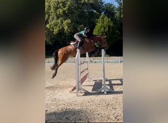 Belgisches Warmblut, Wallach, 10 Jahre, 174 cm, Brauner