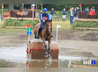 Belgisches Warmblut, Wallach, 10 Jahre, 178 cm, Hellbrauner