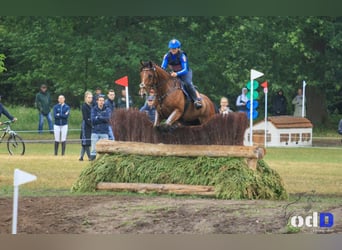 Belgisches Warmblut, Wallach, 10 Jahre, 178 cm, Hellbrauner