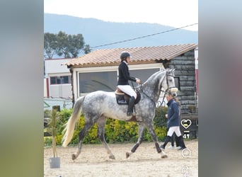 Belgisches Warmblut, Wallach, 10 Jahre, 178 cm, Schimmel